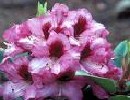 Rhododendron Hybride Kokardia